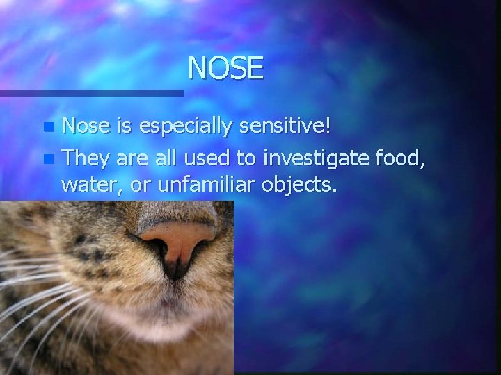 NOSE Nose is especially sensitive! n They are all used to investigate food, water,