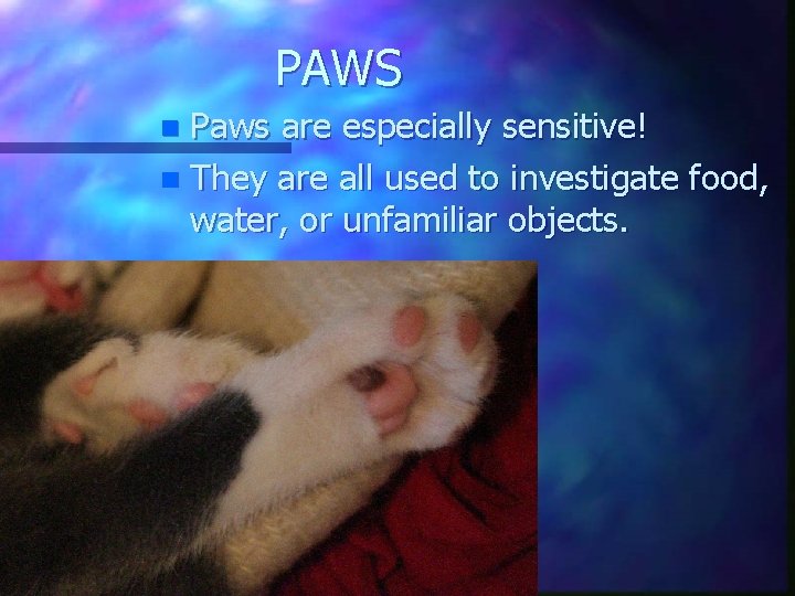 PAWS Paws are especially sensitive! n They are all used to investigate food, water,