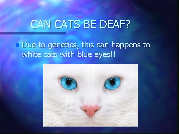 CAN CATS BE DEAF? n Due to genetics, this can happens to white cats