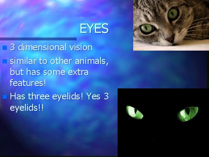 EYES 3 dimensional vision n similar to other animals, but has some extra features!