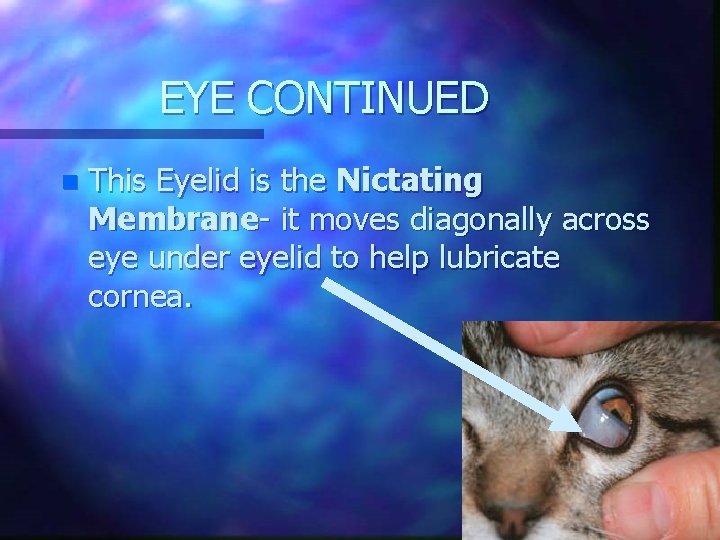 EYE CONTINUED n This Eyelid is the Nictating Membrane- it moves diagonally across eye