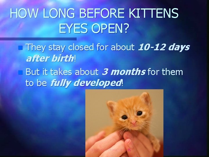 HOW LONG BEFORE KITTENS EYES OPEN? They stay closed for about 10 -12 days