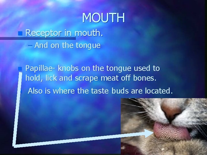 MOUTH n Receptor in mouth. – And on the tongue n n Papillae- knobs