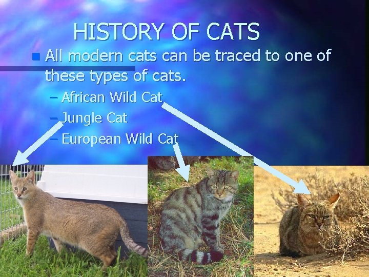 HISTORY OF CATS n All modern cats can be traced to one of these