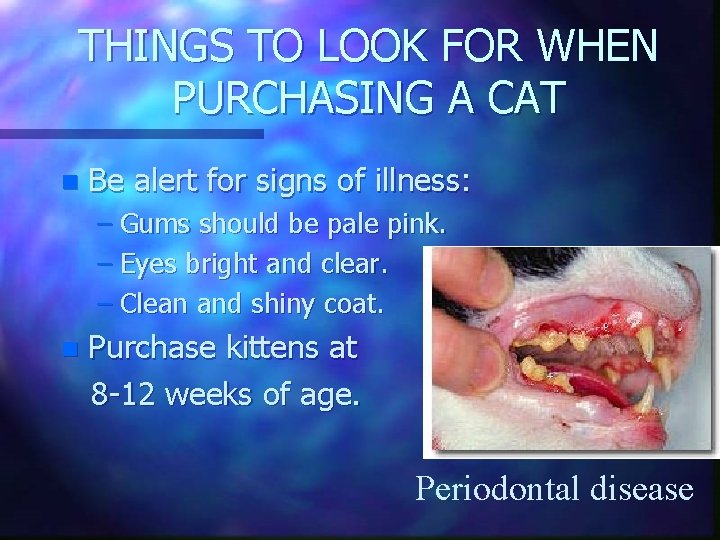THINGS TO LOOK FOR WHEN PURCHASING A CAT n Be alert for signs of