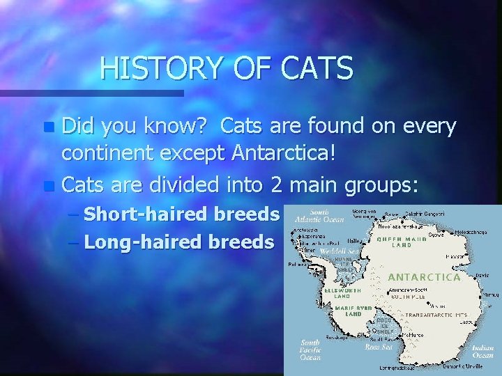 HISTORY OF CATS Did you know? Cats are found on every continent except Antarctica!