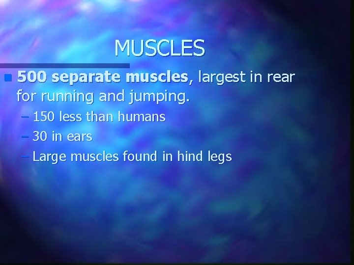 MUSCLES n 500 separate muscles, largest in rear for running and jumping. – 150