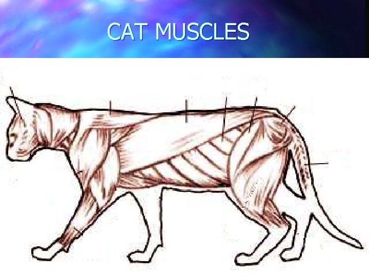 CAT MUSCLES 