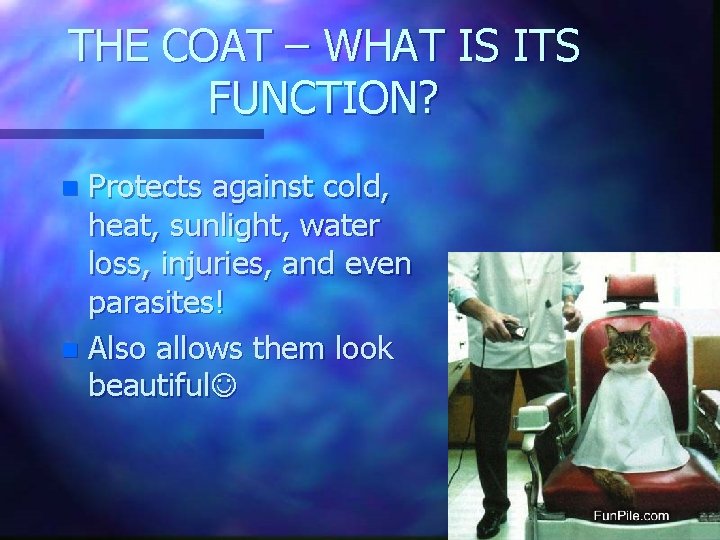 THE COAT – WHAT IS ITS FUNCTION? Protects against cold, heat, sunlight, water loss,