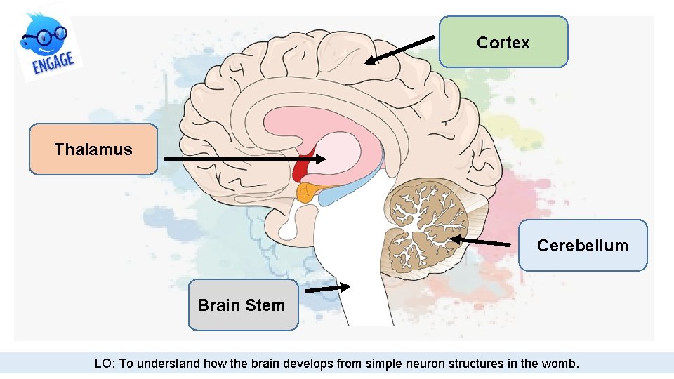 Cortex Thalamus Cerebellum Brain Stem LO: To understand how the brain develops from simple