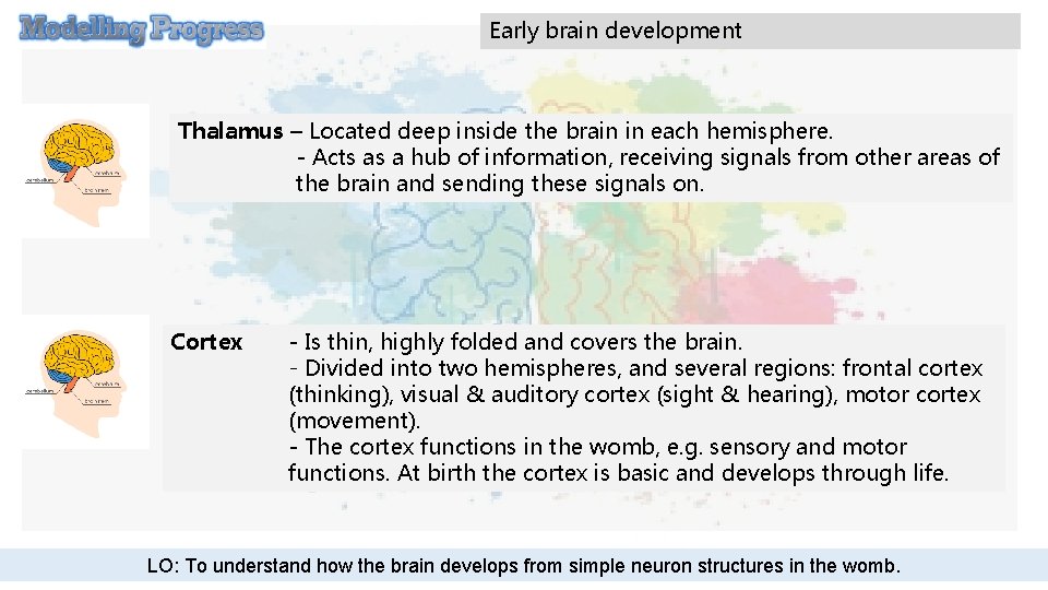 Early brain development Thalamus – Located deep inside the brain in each hemisphere. -