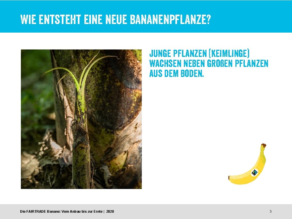 Die FAIRTRADE Banane Vom Anbau Bis zur Ernte