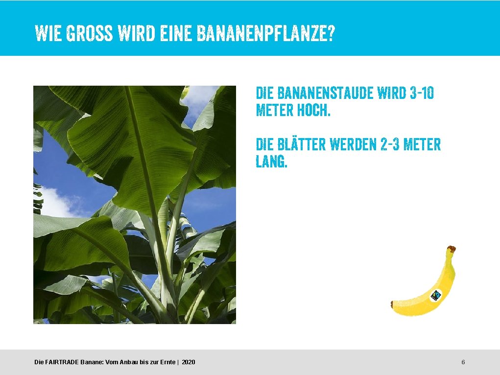Die FAIRTRADE Banane Vom Anbau Bis zur Ernte