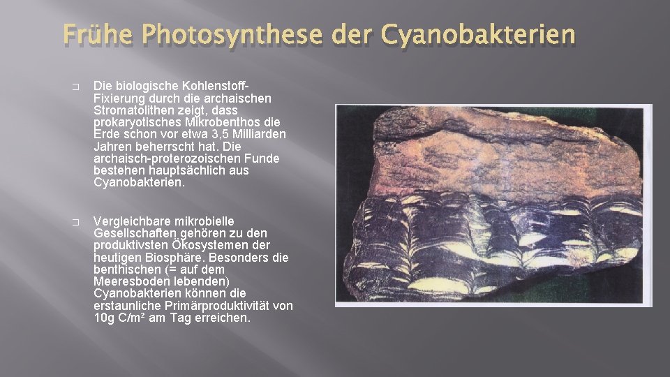 Frühe Photosynthese der Cyanobakterien � Die biologische Kohlenstoff. Fixierung durch die archaischen Stromatolithen zeigt,