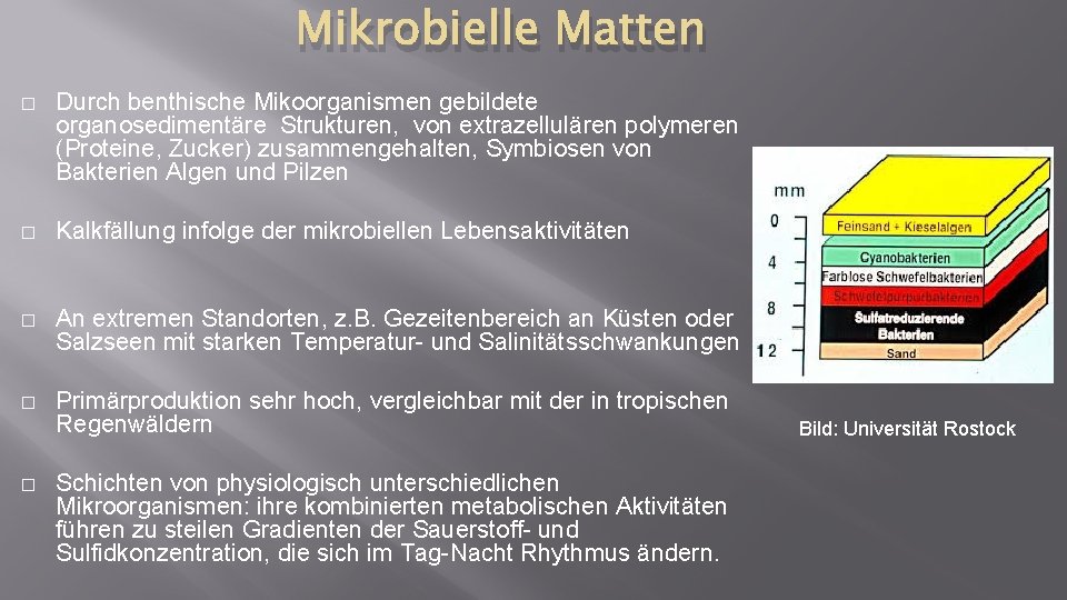 Mikrobielle Matten � Durch benthische Mikoorganismen gebildete organosedimentäre Strukturen, von extrazellulären polymeren (Proteine, Zucker)