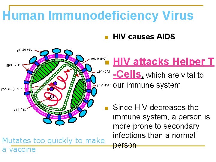 Human Immunodeficiency Virus n n HIV causes AIDS HIV attacks Helper T -Cells, which