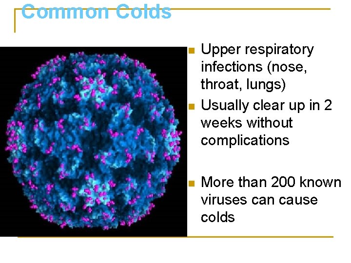 Common Colds n n n Upper respiratory infections (nose, throat, lungs) Usually clear up