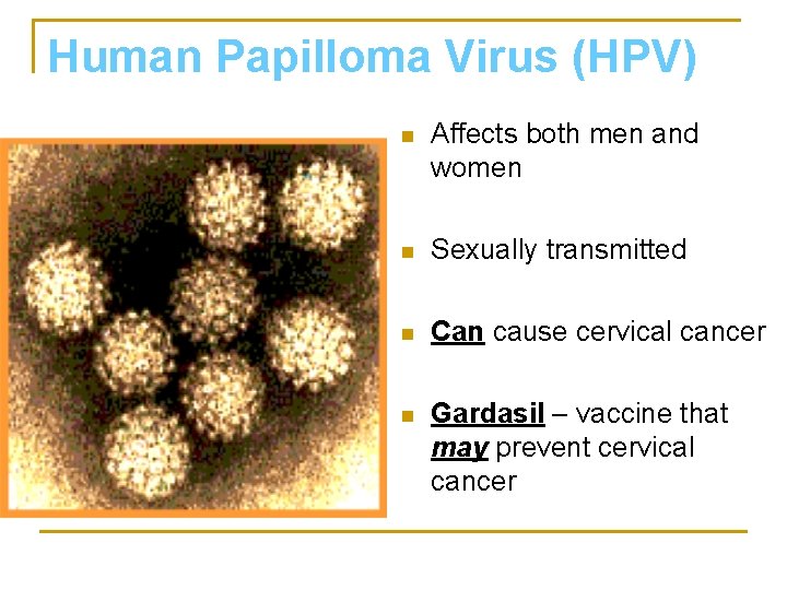 Human Papilloma Virus (HPV) n Affects both men and women n Sexually transmitted n