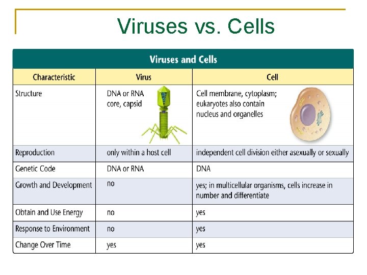 Viruses vs. Cells 