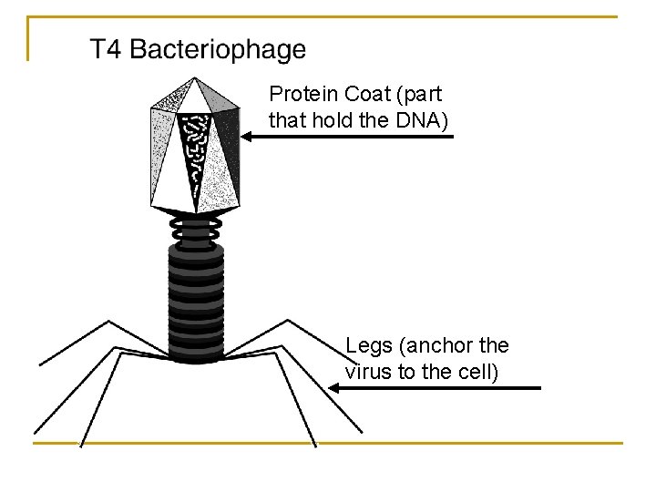 Protein Coat (part that hold the DNA) Legs (anchor the virus to the cell)