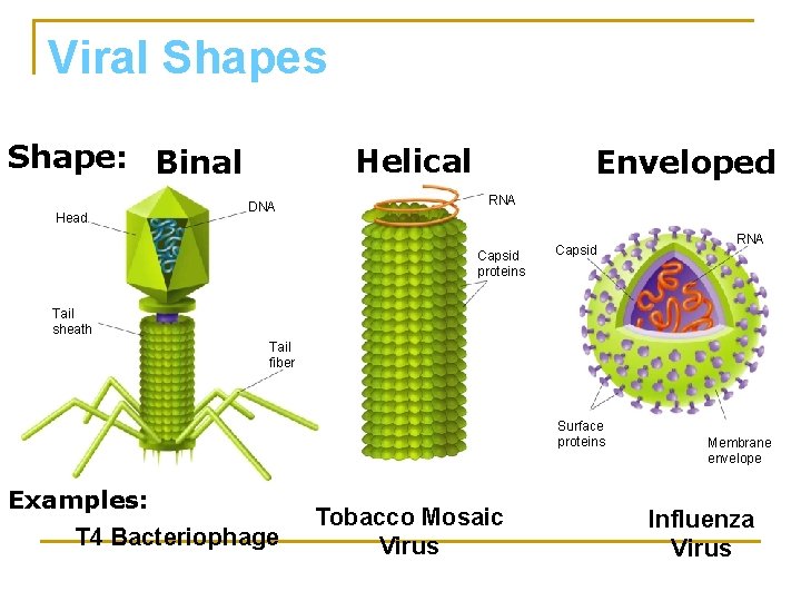 Viral Shapes Shape: Binal Head Helical DNA Enveloped RNA Capsid proteins Capsid RNA Tail