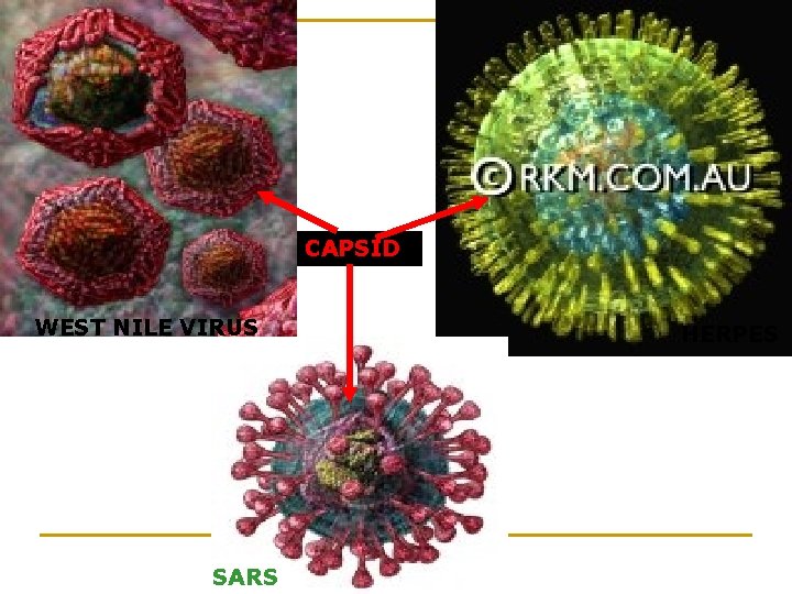 CAPSID WEST NILE VIRUS SARS HERPES 