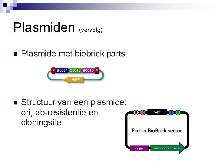 Plasmiden (vervolg) n Plasmide met biobrick parts n Structuur van een plasmide: ori, ab-resistentie