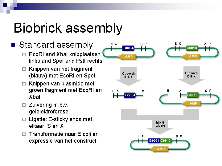 Biobrick assembly n Standard assembly ¨ ¨ ¨ Eco. RI and Xba. I knipplaatsen