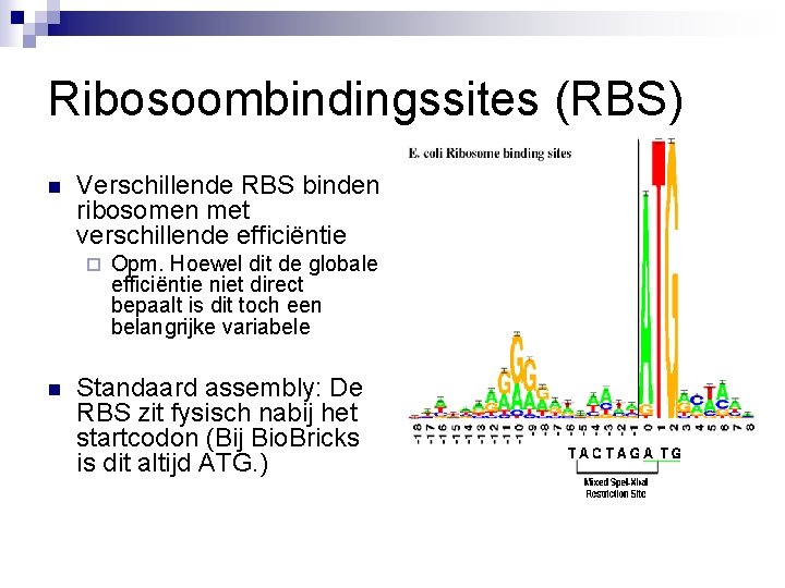 Ribosoombindingssites (RBS) n Verschillende RBS binden ribosomen met verschillende efficiëntie ¨ n Opm. Hoewel
