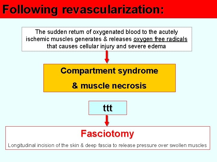 Following revascularization: The sudden return of oxygenated blood to the acutely ischemic muscles generates