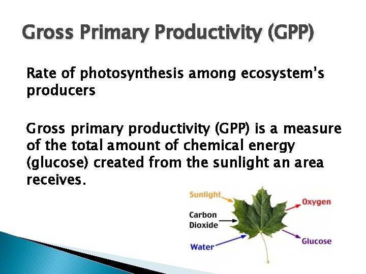 Gross Primary Productivity (GPP) Rate of photosynthesis among ecosystem’s producers Gross primary productivity (GPP)