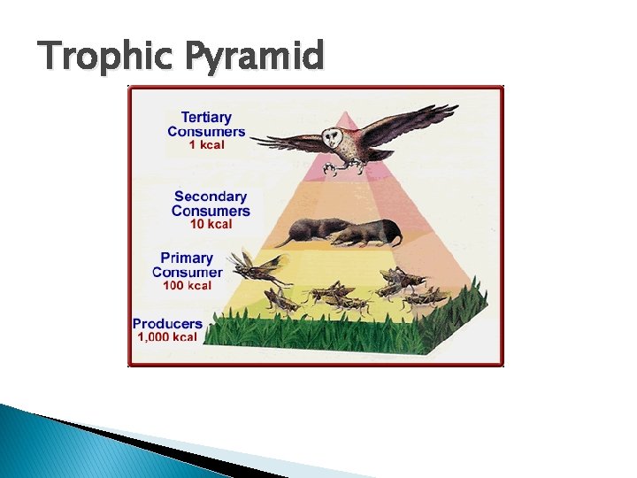 Trophic Pyramid 