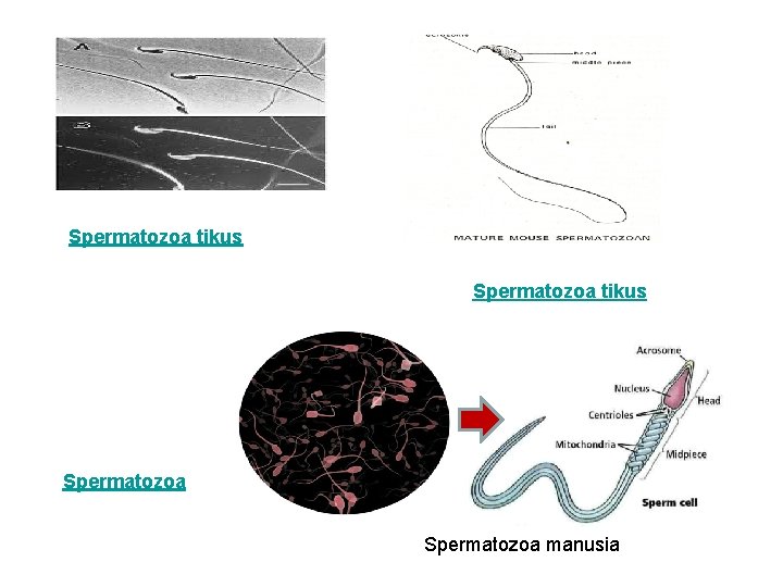 Spermatozoa tikus Spermatozoa manusia 