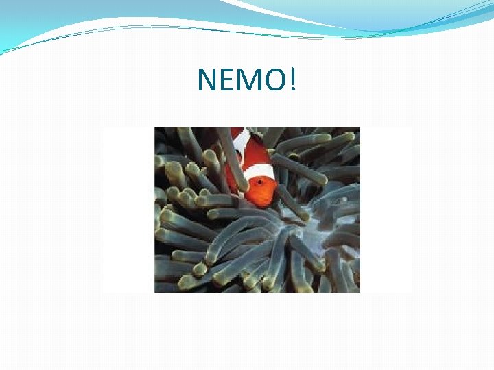 NEMO! 