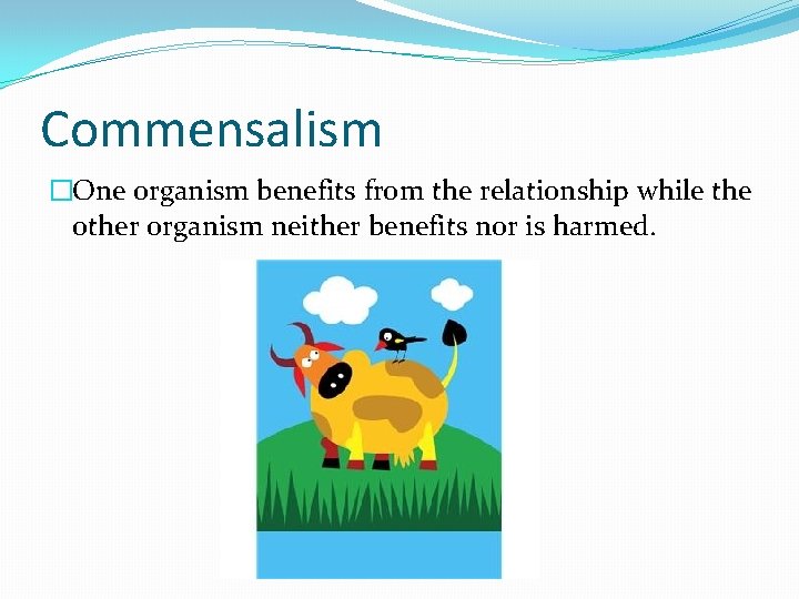 Commensalism �One organism benefits from the relationship while the other organism neither benefits nor