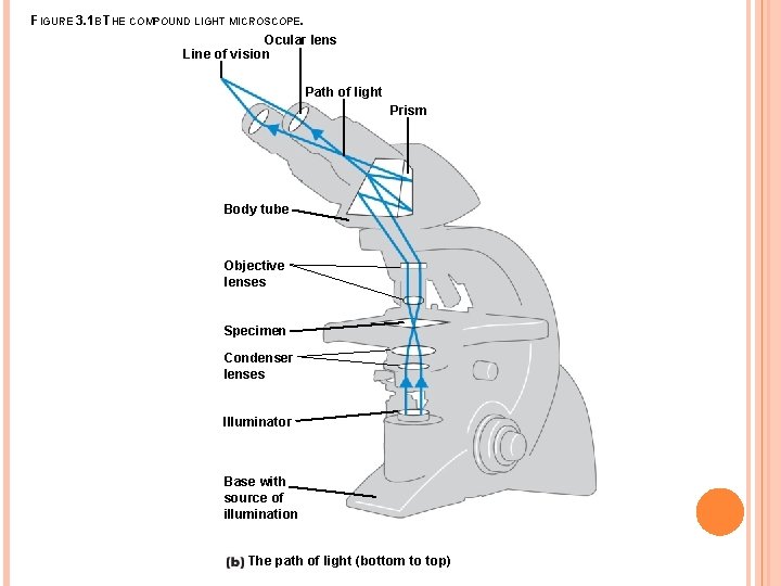FIGURE 3. 1 B THE COMPOUND LIGHT MICROSCOPE. Ocular lens Line of vision Path