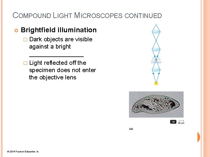 COMPOUND LIGHT MICROSCOPES CONTINUED Brightfield illumination � Dark objects are visible against a bright