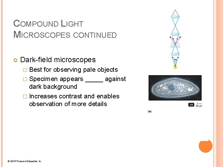 COMPOUND LIGHT MICROSCOPES CONTINUED Dark-field microscopes � Best for observing pale objects � Specimen