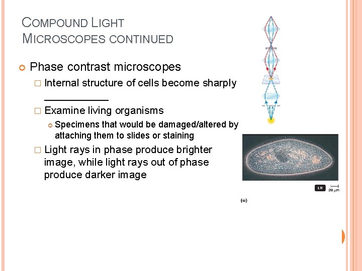COMPOUND LIGHT MICROSCOPES CONTINUED Phase contrast microscopes � Internal structure of cells become sharply