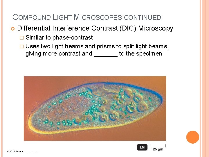 COMPOUND LIGHT MICROSCOPES CONTINUED Differential Interference Contrast (DIC) Microscopy � Similar to phase-contrast �