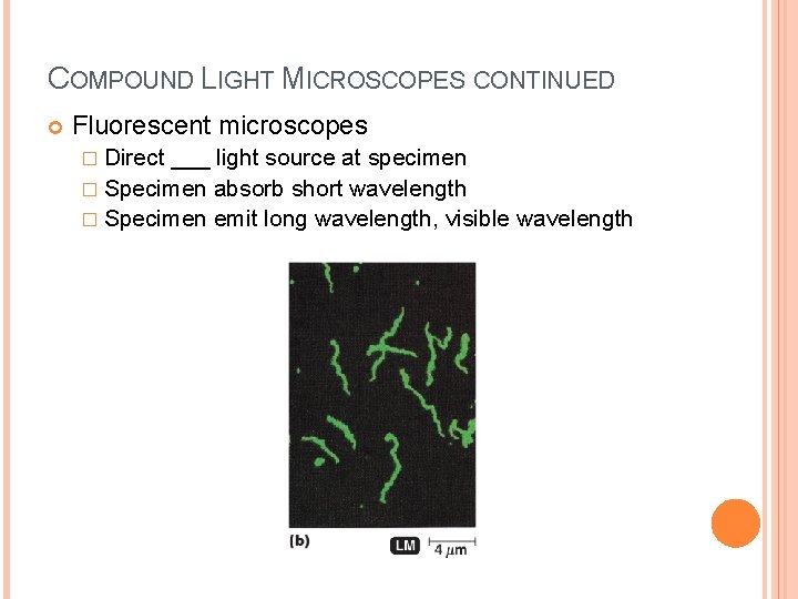 COMPOUND LIGHT MICROSCOPES CONTINUED Fluorescent microscopes � Direct ___ light source at specimen �