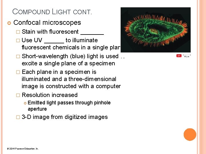 COMPOUND LIGHT CONT. Confocal microscopes � Stain with fluorescent _______ � Use UV ______