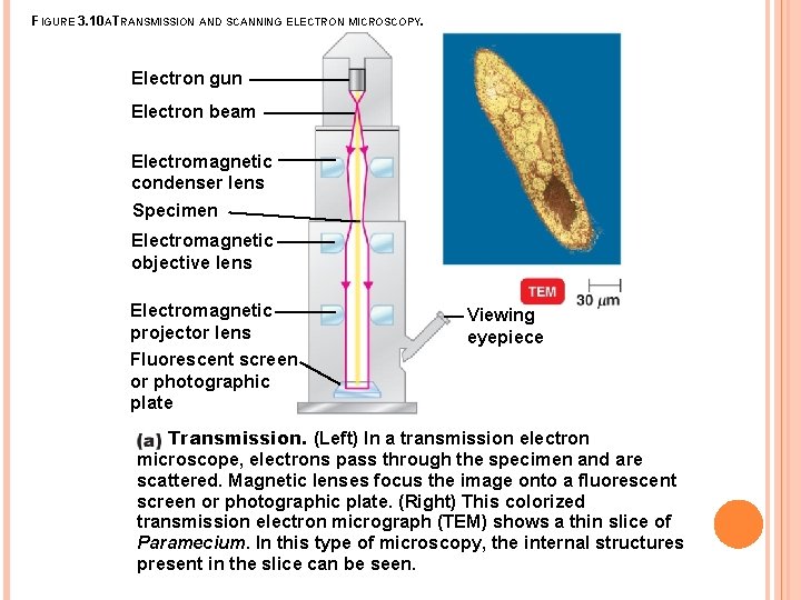 FIGURE 3. 10 ATRANSMISSION AND SCANNING ELECTRON MICROSCOPY. Electron gun Electron beam Electromagnetic condenser