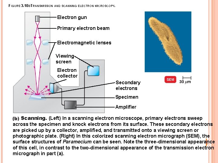 FIGURE 3. 10 BTRANSMISSION AND SCANNING ELECTRON MICROSCOPY. Electron gun Primary electron beam Electromagnetic