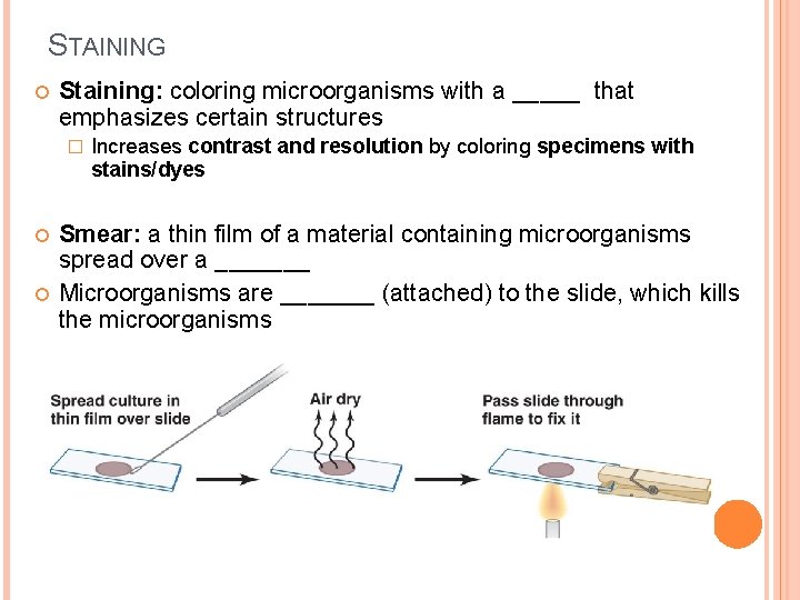 STAINING Staining: coloring microorganisms with a _____ that emphasizes certain structures � Increases contrast