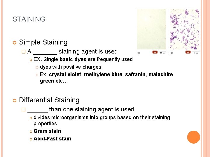 STAINING Simple Staining �A _______ staining agent is used EX. Single basic dyes are