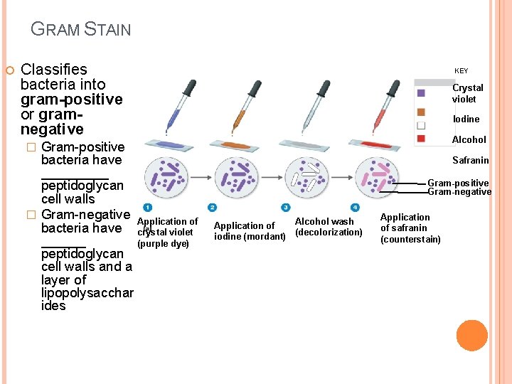 GRAM STAIN Classifies bacteria into gram-positive or gramnegative Gram-positive bacteria have _____ peptidoglycan cell