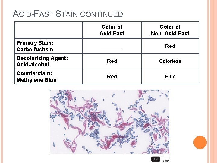 ACID-FAST STAIN CONTINUED Color of Acid-Fast Color of Non–Acid-Fast _______ Red Decolorizing Agent: Acid-alcohol