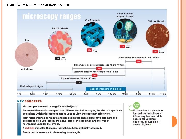 FIGURE 3. 2 MICROSCOPES AND MAGNIFICATION. 