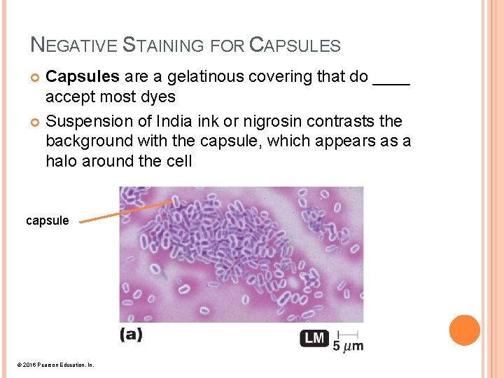 NEGATIVE STAINING FOR CAPSULES Capsules are a gelatinous covering that do ____ accept most